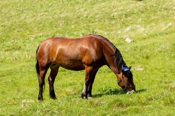 Fototapeta premium A brown horse grazes in a mountain meadow in summer