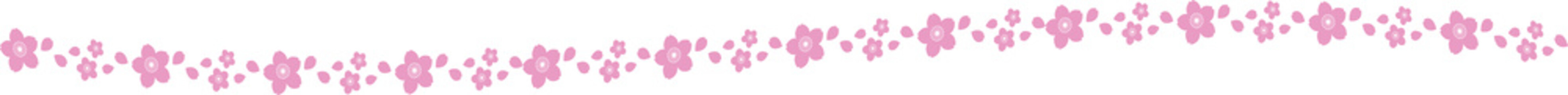 The Sakura flower for Japanese  or Holiday concept