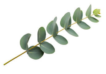 Eucalyptus branch for design or decoration and floral composition, close-up, isolated on white or transparent background. PNG