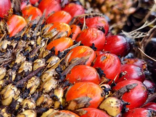 close up of oil palm fruit