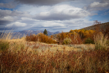 Fall Colors in Eastern Sierra, California, USA