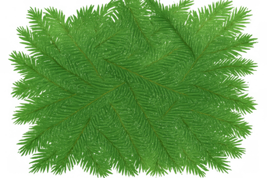 Pine tree branches creating a seamless pattern, symbolizing christmas, holidays, nature, and evergreen vitality. Transparent background