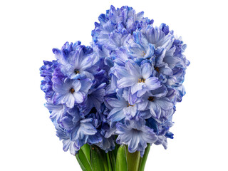 Obraz premium Delicate blue hyacinths isolated on black background, Isolated On White Background, Png Transparent