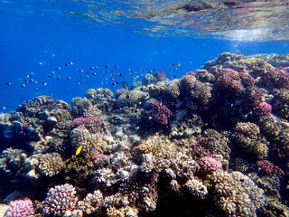 Vibrant shallow coral reef teeming with small fish