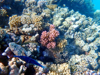 Dark blue bird wrasse swimming over coral reef