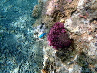 Vibrant blue mantle giant clam between coral