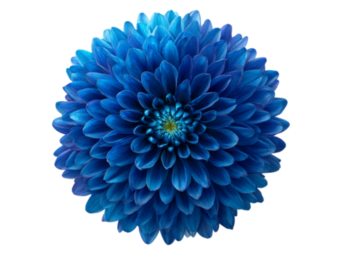 Vibrant blue dahlia flower isolated on black background, Isolated On White Background, Png Transparent