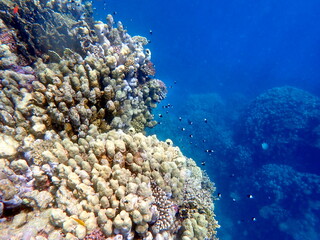 Vibrant shallow coral reef teeming with small fish