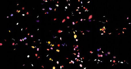 Flower petals sway in the wind. Colorful several flowers. Isolated on black background. 3D rendering.