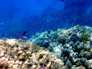 Vibrant shallow coral reef teeming with small fish