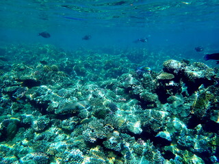 Blue yellow striped angel fish near coral
