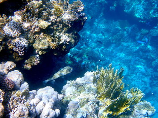 Spotted puffer fish swimming in the red sea