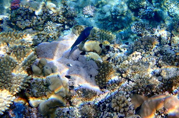Dark blue bird wrasse swimming over coral reef
