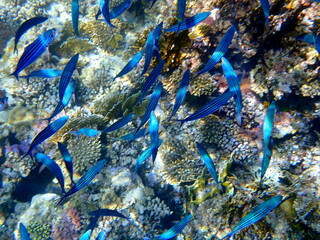 Schooling blue striped fish over coral reef