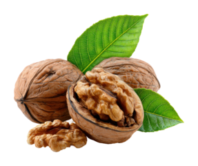 Harvesting fresh walnuts in nature organic environment isolated on transparent background