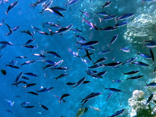 Schooling blue striped fish over coral reef
