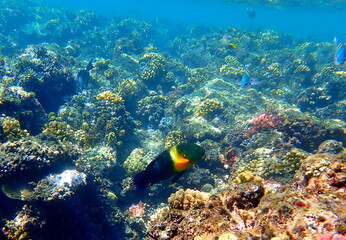 Green head wrasse with fringed tail fin