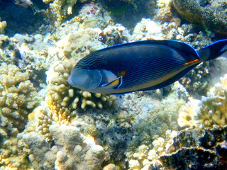 Dark blue surgeonfish with orange tail spine