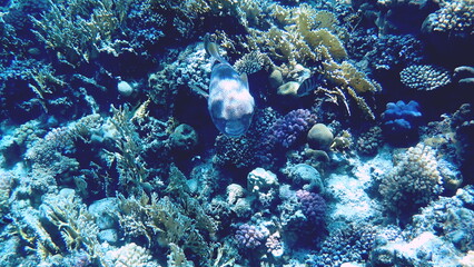 Spotted puffer fish swimming in the red sea
