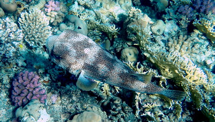 Spotted puffer fish swimming in the red sea