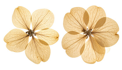 Two variations of dried yellow flower for scrapbooking isolated on transparent background PNG