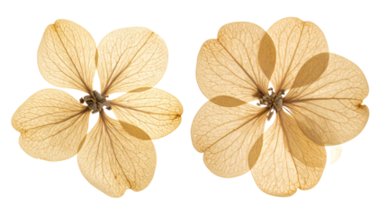 Two variations of dried yellow flower for scrapbooking isolated on transparent background PNG