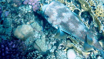 Spotted puffer fish swimming in the red sea