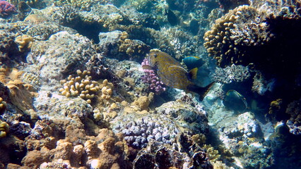 Yellow-brown boxfish with bright blue spots