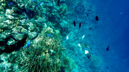 Vibrant shallow coral reef teeming with small fish