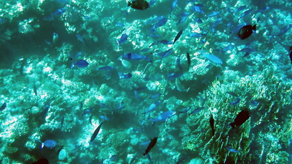 Schooling blue striped fish over coral reef