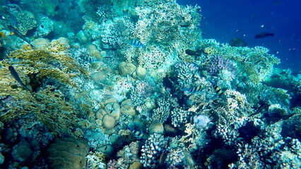 Vibrant shallow coral reef teeming with small fish
