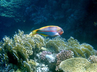 Wrasse with red stripes over yellow coral reef