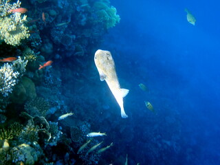 Spotted puffer fish swimming in the red sea