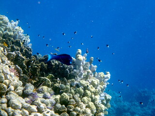 Dark blue bird wrasse swimming over coral reef