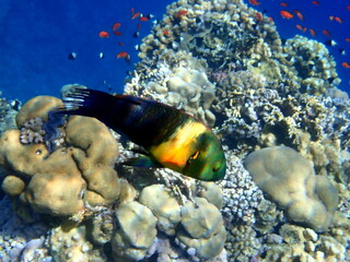 Green head wrasse with fringed tail fin