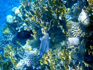 Blue spotted boxfish over beige coral reef
