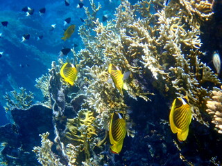 Schooling yellow striped butterflyfish over coral reef