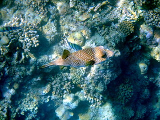 White spotted puffer fish over dark coral
