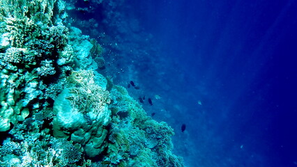 Vibrant shallow coral reef teeming with small fish