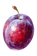 Watercolor illustration of vibrant purple plum fruit with green stem on white background. Hand-painted realistic stone fruit artwork for food, nutrition, healthy eating, and culinary design concepts.