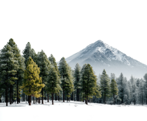 Snowy mountain landscape pine trees winter scene nature vista isolated on transparent background