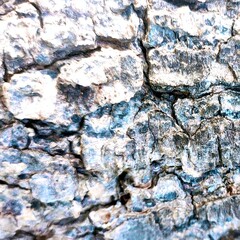 image of the outer bark of an old Albizia saman tree