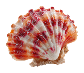 Collecting beautiful sea shells on the beach nature isolated on transparent background