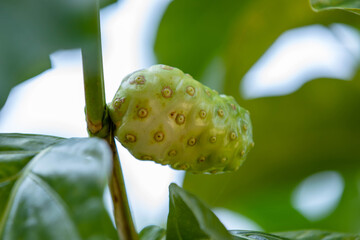 Close-up of a green noni fruit (Morinda citrifolia L.) growing on a tree, surrounded by lush,...