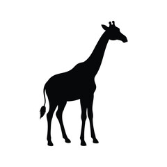 Black silhouette of a giraffe standing in a field of grass, giraffe turning head silhouette vector illustration
