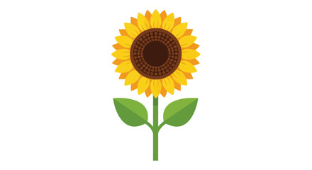 Bright sunflower with green leaves and stem isolated on photography isolated on white background
