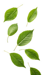 green leaves isolated on white