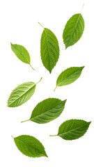 green leaves isolated on white