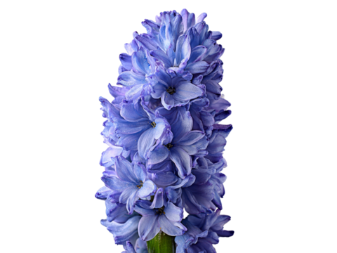 Stunning closeup of a single blue hyacinth flower on black background, Isolated On White Background, Png Transparent