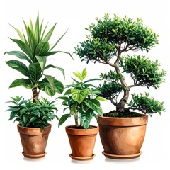 Obraz premium Assortment of indoor plants in terracotta pots, isolated on white background